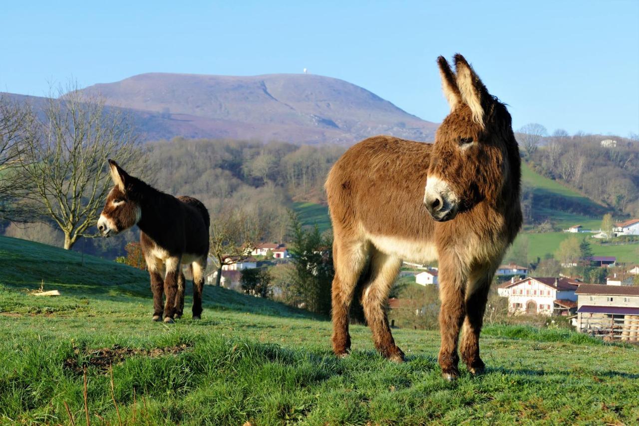 Baskoparadis I Eco-Gites I Calme I Vue I Anes I Jardin I Montagne I Nature Louhossoa Exterior foto